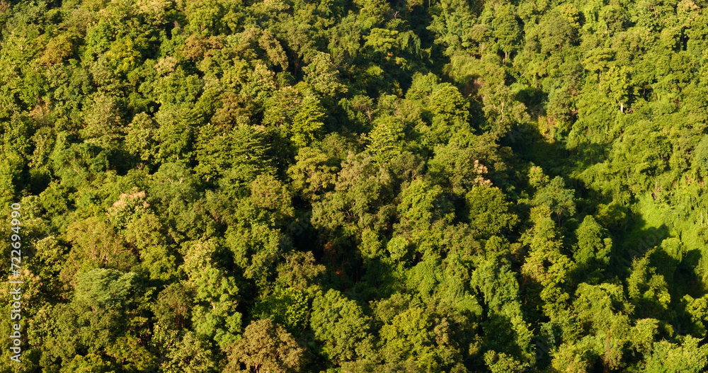Naklejka premium Aerial view forest green tree top view nature from above background landscape wild greenery copy space. Top view tropical rain forest ecology environment. Nature rainforest tropical evergreen jungle