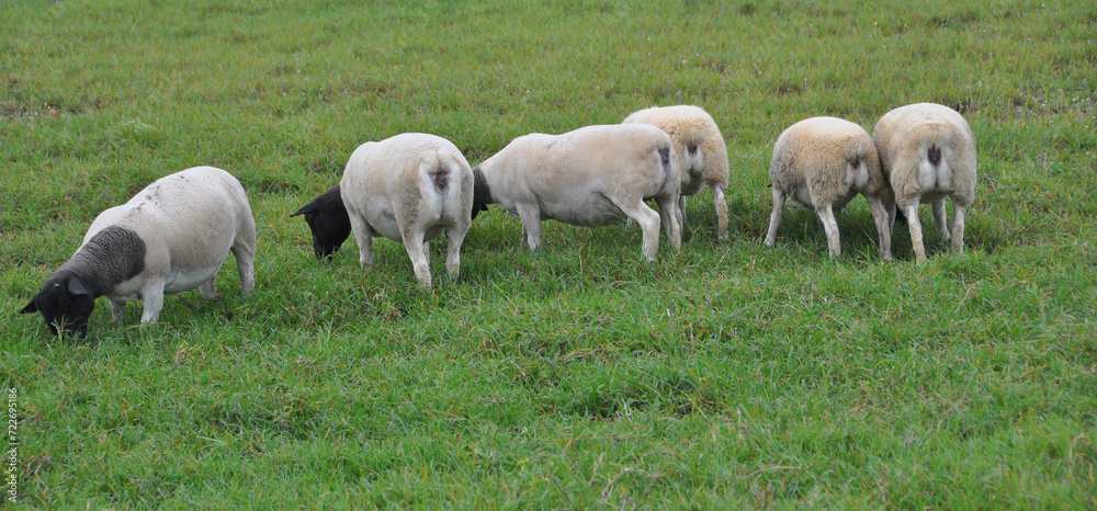 A group of great Dorper Sheep grazing on the farm's green pastures A group of great Dorper Sheep grazing on the farm's green pastures
