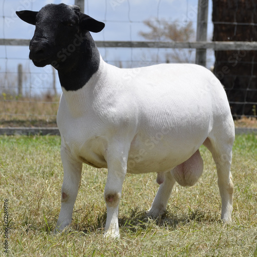 Male dorper ram very awarded in Brazil. The Dorper is a breed developed in South Africa