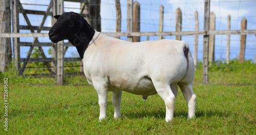 Male dorper ram very awarded in Brazil. The Dorper is a breed developed in South Africa