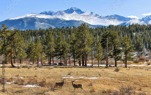 Longs Peak - Two young mule deers grazing at a mountain meadow at base of majestic Longs Peak on a sunny Spring day. Rocky Mountain National Park, Colorado, USA. photo