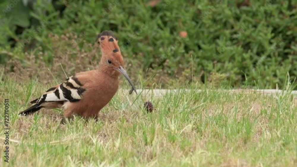 African Hoopoe bird on the ground searching for food by digging in the earth with it's beak African Hoopoe bird on the ground searching for food by digging in the earth with it's beak