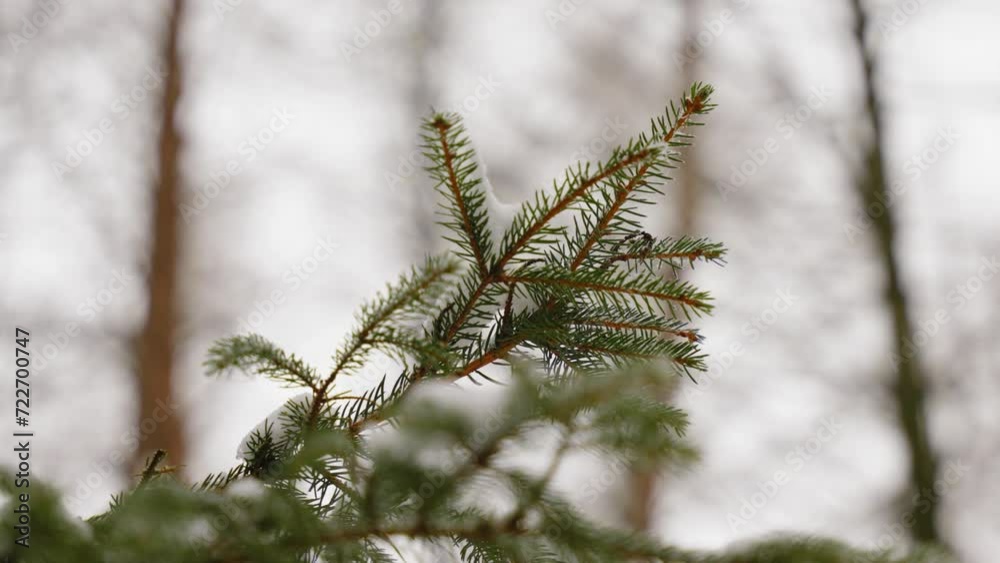 Pine Needles, Winter Snow, Close Up, Evergreen Tree, Winter Day Snow Melting Off. Pine Needles, Winter Snow, Close Up, Evergreen Tree, Winter Day Snow Melting Off.