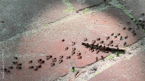 Trail of ants in Lawachara National Park in Bangladesh. photo
