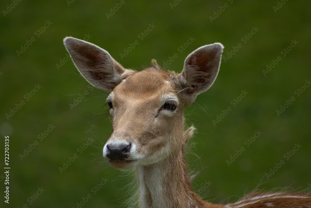 Beautiful brown deer in New Zealand