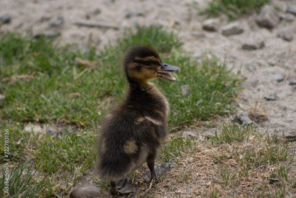 Cute little New Zealand duckling Cute little New Zealand duckling