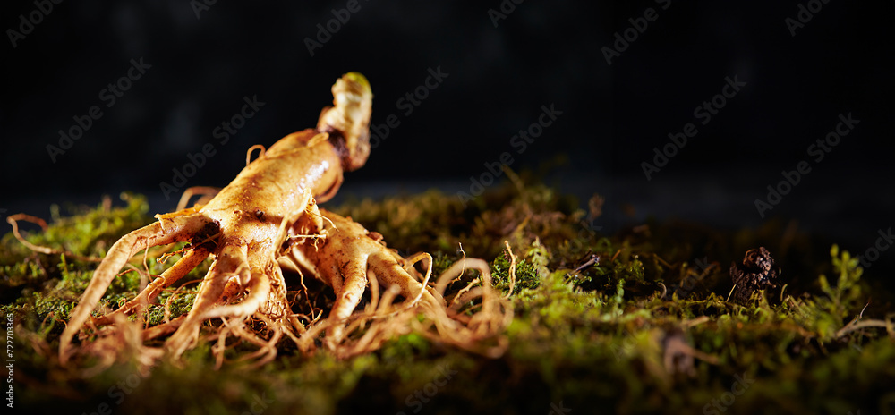 Ginseng, ginseng on moss background Ginseng, ginseng on moss background