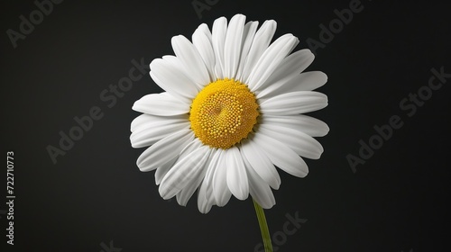  a close up of a white flower with a yellow center and a green stem in front of a black background.