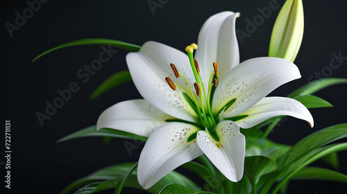  a close up of a white flower with green leaves in the foreground and a black background in the background.