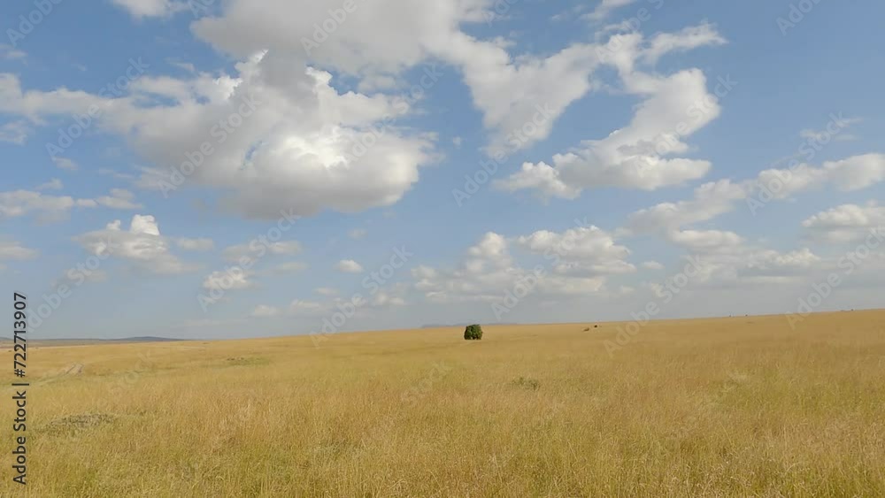 Panorama Of Vast Grassland In Maasai Mara National Reserve In Narok, Kenya. wide shot Panorama Of Vast Grassland In Maasai Mara National Reserve In Narok, Kenya. wide shot
