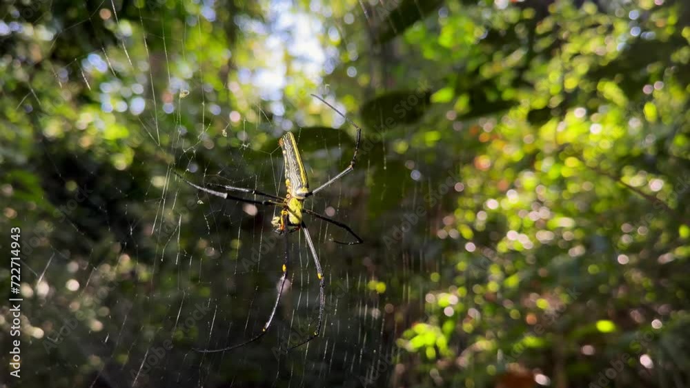 Female Northern golden orb weaver (Nephila pilipes) waits for prey in a web. Lawachara National Park, Bangladesh.
