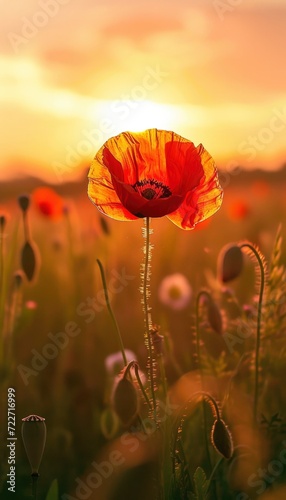 Red poppy flower at sunset