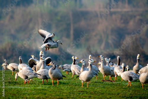 The bar-headed goose is a goose that breeds in Central Asia in colonies of thousands near mountain lakes and winters in South Asia, as far south as peninsular India
 photo