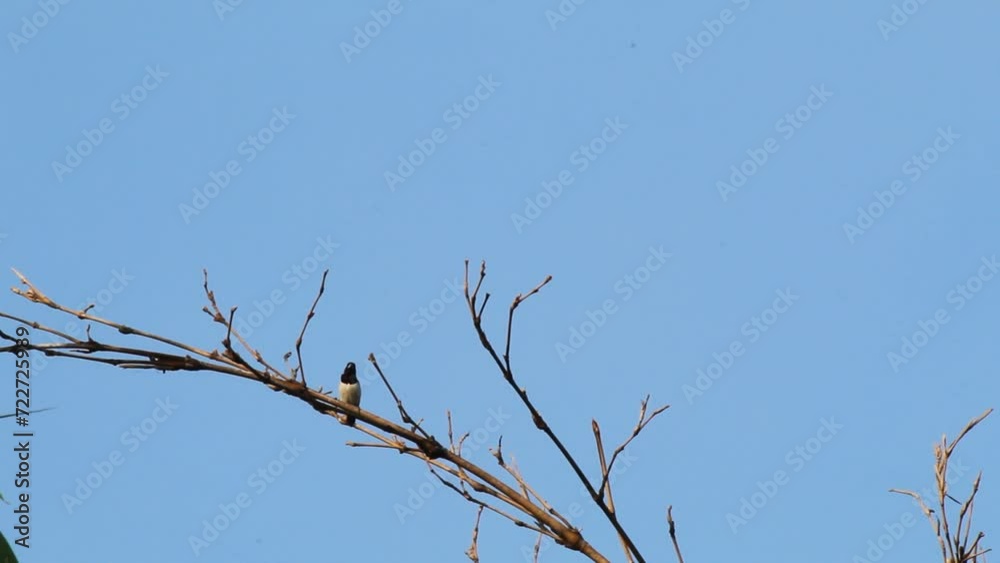 Sooty-headed Bulbul (Pycnonotus aurigaster) perches on the top of a bamboo tree branch against a clear sky in the morning. Sooty-headed Bulbul (Pycnonotus aurigaster) perches on the top of a bamboo tree branch against a clear sky in the morning.