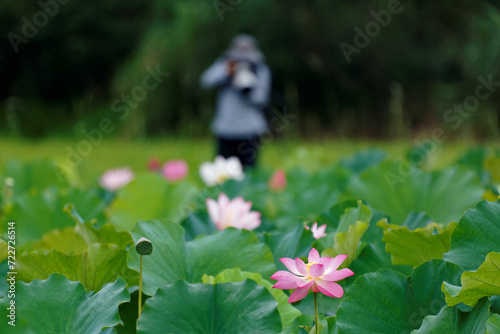 Telephoto view of lovely lotus flowers in full bloom among green leaves in a lotus pond with a blur background of photographers ~ Beautiful pink waterlilies blooming among green leaves in a lotus pond