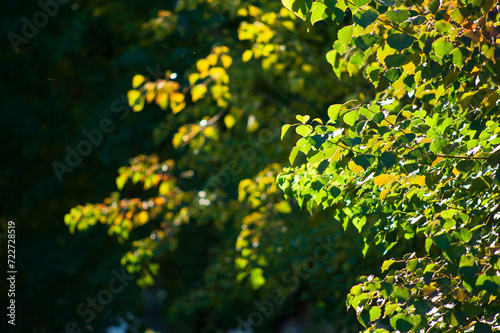 Fototapeta Naklejka Na Ścianę i Meble -  光の当たる葉