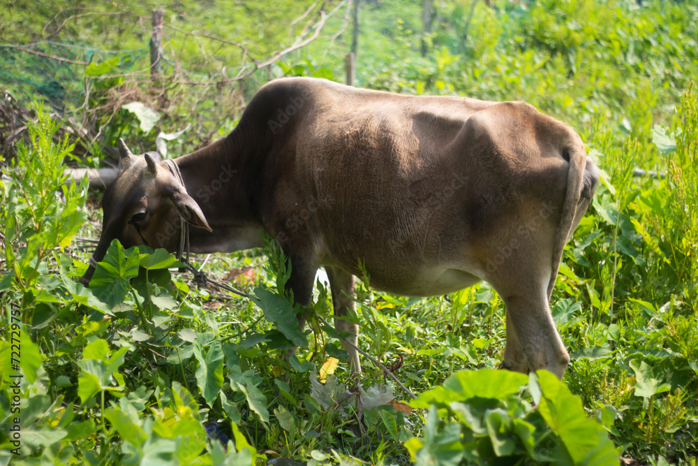 A cow is eating leaves of trees and green background