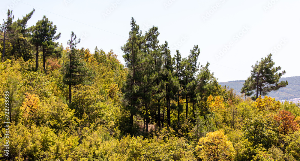 Mountains overgrown with green forest against the sky