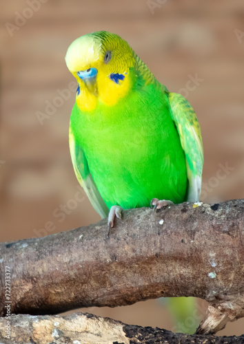 Portrait of a budgerigar in nature