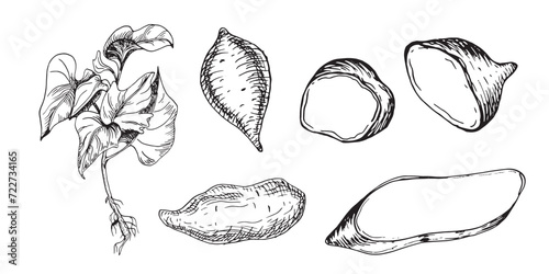 Sweet potatoes plant vector illustration isolated on white. Set with whole and slice of batata ink outline hand drawn. Tuber potato black white graphic. For design wrapping, label, menu, packaging