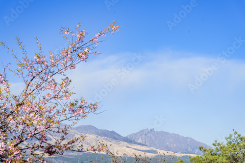 絶景 桜咲く春空風景に映える阿蘇山 Spectacular view: Mt. Aso stands out against the spring sky with cherry blossoms in bloom 日本(春) Japan (spring) 九州・熊本県南阿蘇村 Minamiaso Village, Kumamoto 桜（南阿蘇桜公園）アスペクタ 熊本県阿蘇郡南阿蘇村久石