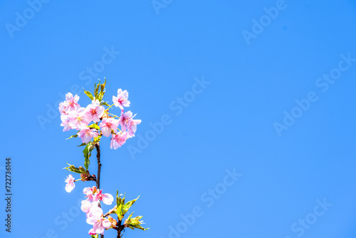 うららかな春空に映える美しい桜の花(クローズアップ)
Beautiful cherry blossoms that shine against the bright spring sky (close-up)
日本(春)
Japan (spring)
九州・熊本県南阿蘇村
Minamiaso Village, Kumamoto
桜（南阿蘇桜公園）アスペクタ　熊本県阿蘇郡南阿蘇村久石 photo