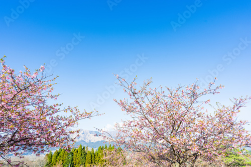 絶景 桜咲く春空風景に映える阿蘇山 Spectacular view: Mt. Aso stands out against the spring sky with cherry blossoms in bloom 日本(春) Japan (spring) 九州・熊本県南阿蘇村 Minamiaso Village, Kumamoto 桜（南阿蘇桜公園）アスペクタ 熊本県阿蘇郡南阿蘇村久石