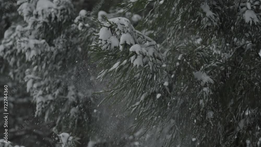 スーパースロー映像:杉から雪が崩れ落ちて舞う様子 スーパースロー映像:杉から雪が崩れ落ちて舞う様子