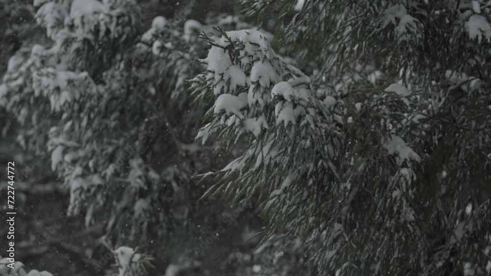 スーパースロー映像:杉から雪が崩れ落ちて舞う様子 スーパースロー映像:杉から雪が崩れ落ちて舞う様子