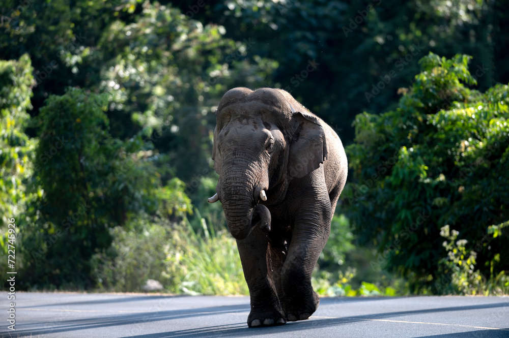 Obraz premium Male Asian forest elephant with long tusks
