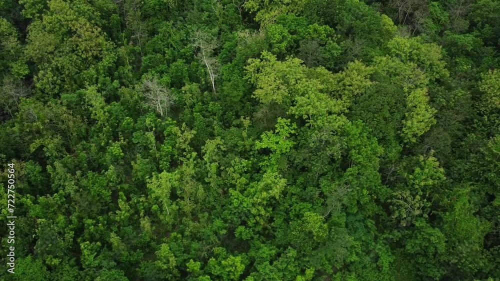 Aerial drone view of tropical green rainforest. Top down view and circle drone shoot movement of woodland. Lush trees in rural areas. Aerial drone view of tropical green rainforest. Top down view and circle drone shoot movement of woodland. Lush trees in rural areas.