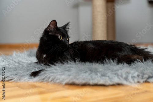 black cat lying, sleeping, looking, playing on shaggy rug, carpet, mat in front of cat house. in front of cat scratching house. wooden cat tree. cat, pet portrait. pet ownership, pet friendly. photo