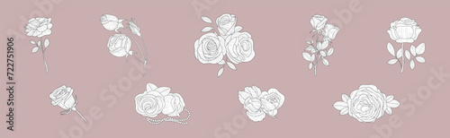 Lush Rose Flower Bud on Stem as Garden Flora Vector Set