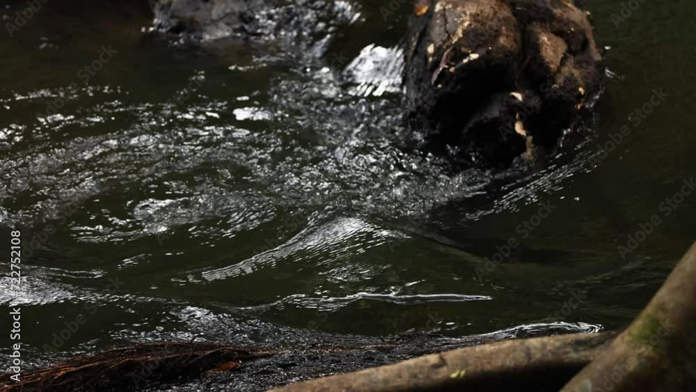 Log in Flowing River Water