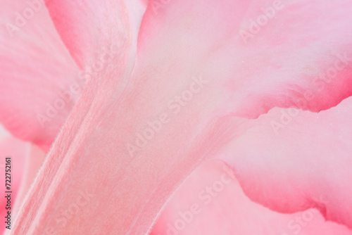 Macro shot of pink Adenium flower on natural light background.
