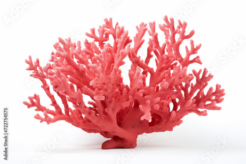Coral, on white background
