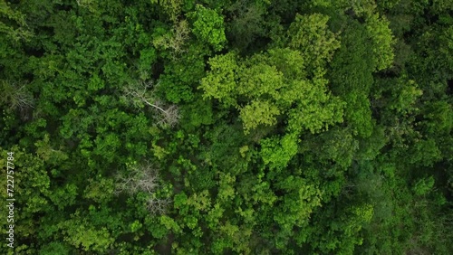 Aerial drone view of tropical green rainforest. Top down view and forwards drone shoot movement of woodland. Lush trees in rural areas. photo