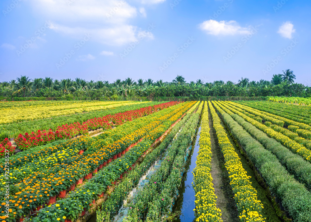 Landscape of blooming flower fields in the countryside in My Tho, Tien Giang province, Vietnam