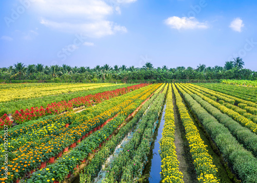 Landscape of blooming flower fields in the countryside in My Tho  Tien Giang province  Vietnam