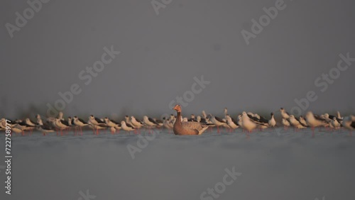 Bar-headed Goose migration birds in Thailand and Southeast-Asia. photo