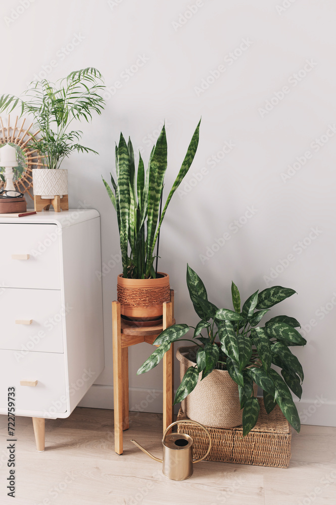 various green houseplants on wooden stand and basket. Plant holders in modern interior design