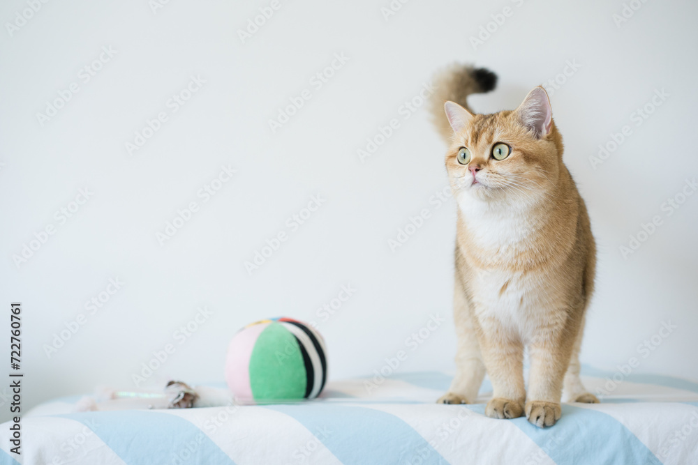 international cat day concept with british cat happy and fun during play ball with owner - obrazy, fototapety, plakaty 