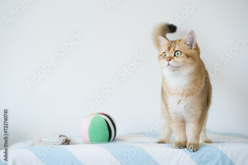 international cat day concept with british cat happy and fun during play ball with owner