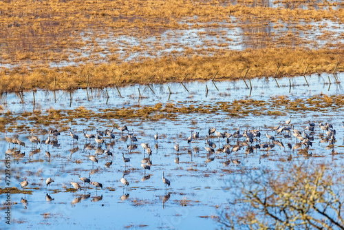 Cranes resting on a flooded meadow in spring