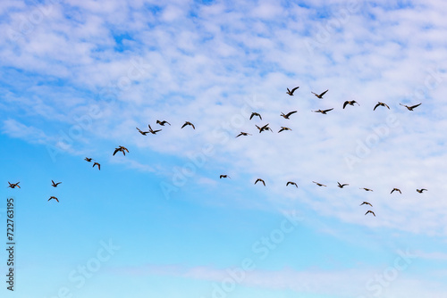 Bird migration with  White-fronted geese flying in the sky © Lars Johansson