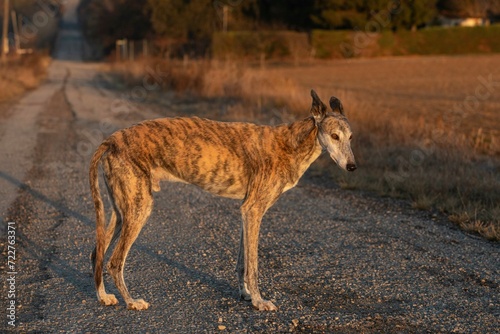 Greyhound photo