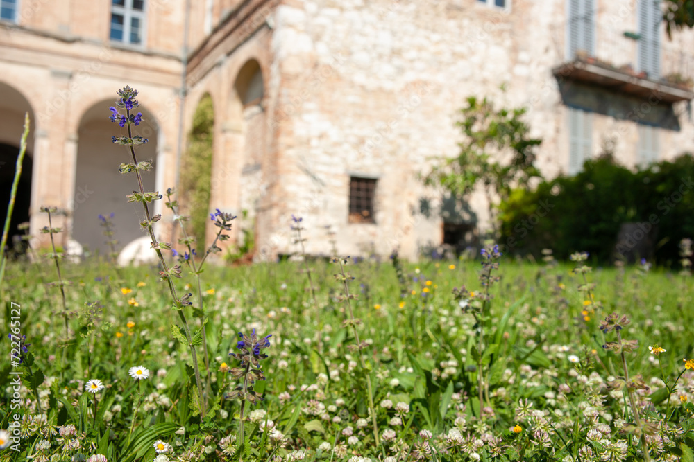 Green lawn of wildflower and herbs foreground with blurry European style building background.