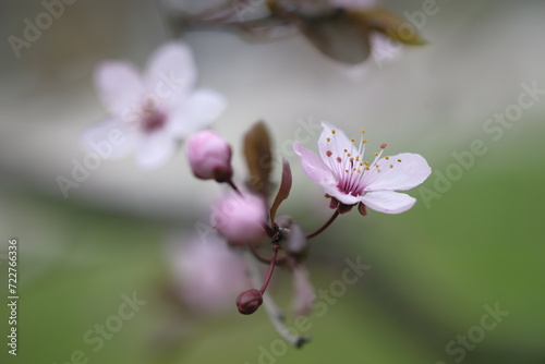 Pink apple blossoms at the end of the branch. © Soyka