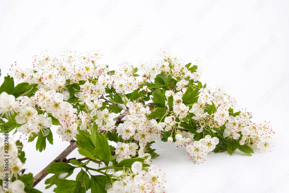 Hawthorn (Crataegus monogyna) flowers isolated on white background