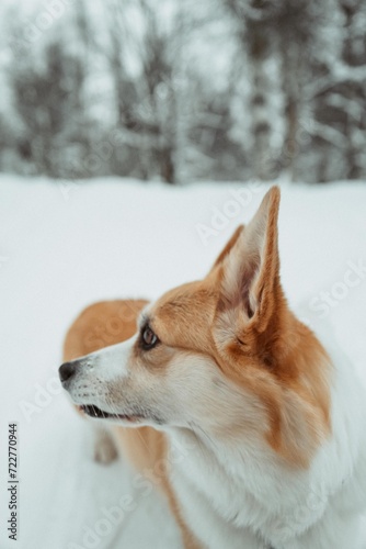 Corgi dog in winter snowy forest